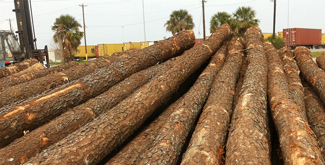 🪵معرفی انواع چوب های نرم و سخت و کاربرد و ویژگی های هر نوع چوب